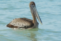 pelican